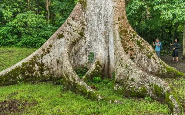 Al igual que la ceiba, el yoga busca unir lo terrenal con lo espiritual.